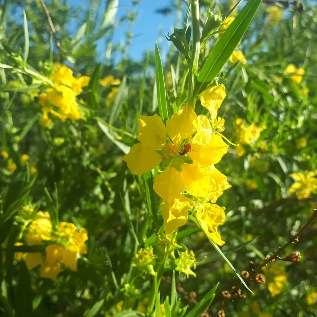 Heimia Salicifolia