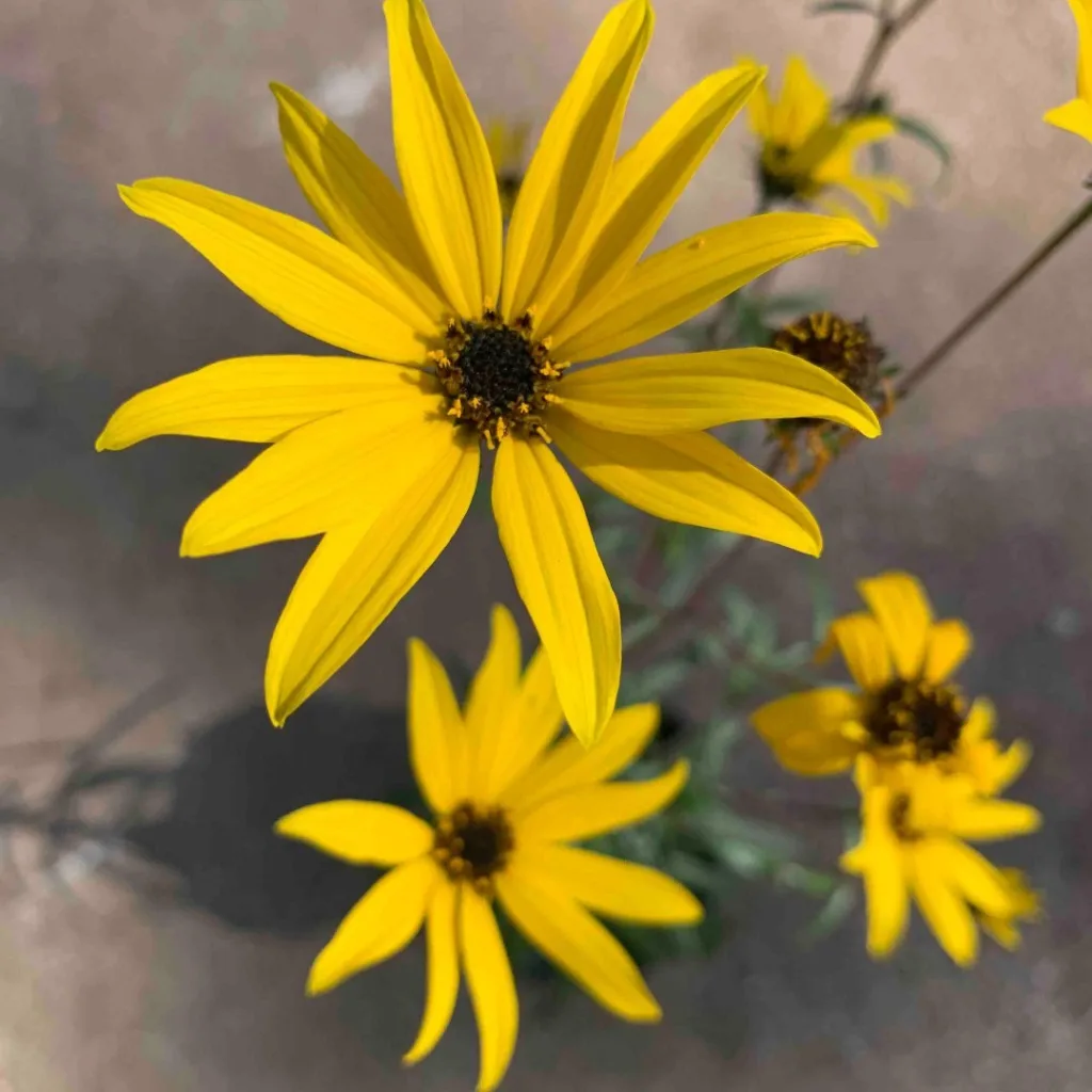 Helianthus Angustifolius