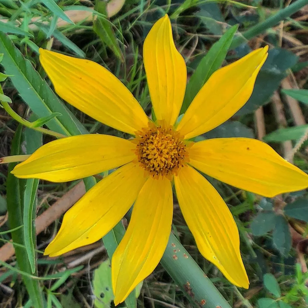 Helianthus Decapetalus