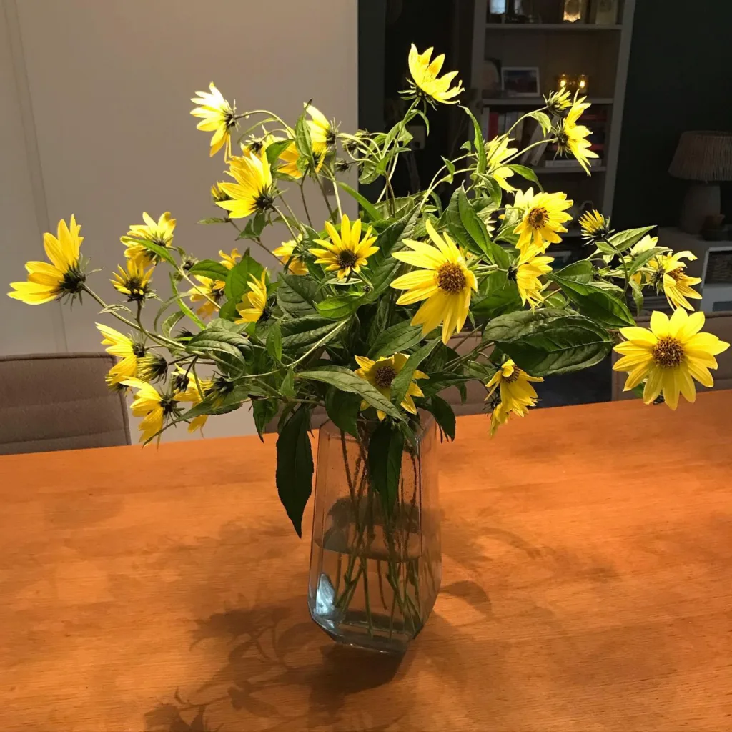 Helianthus Giganteus