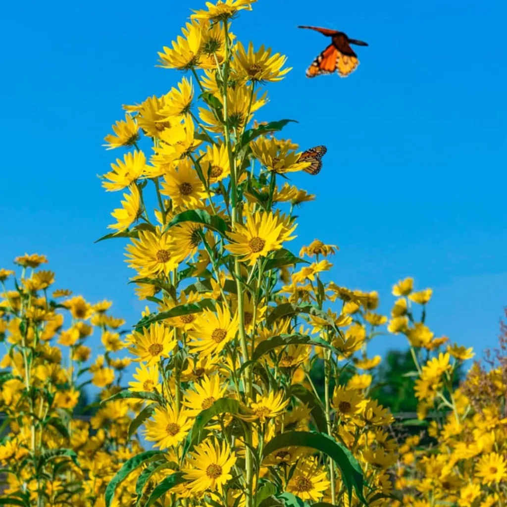 Helianthus Maximiliani