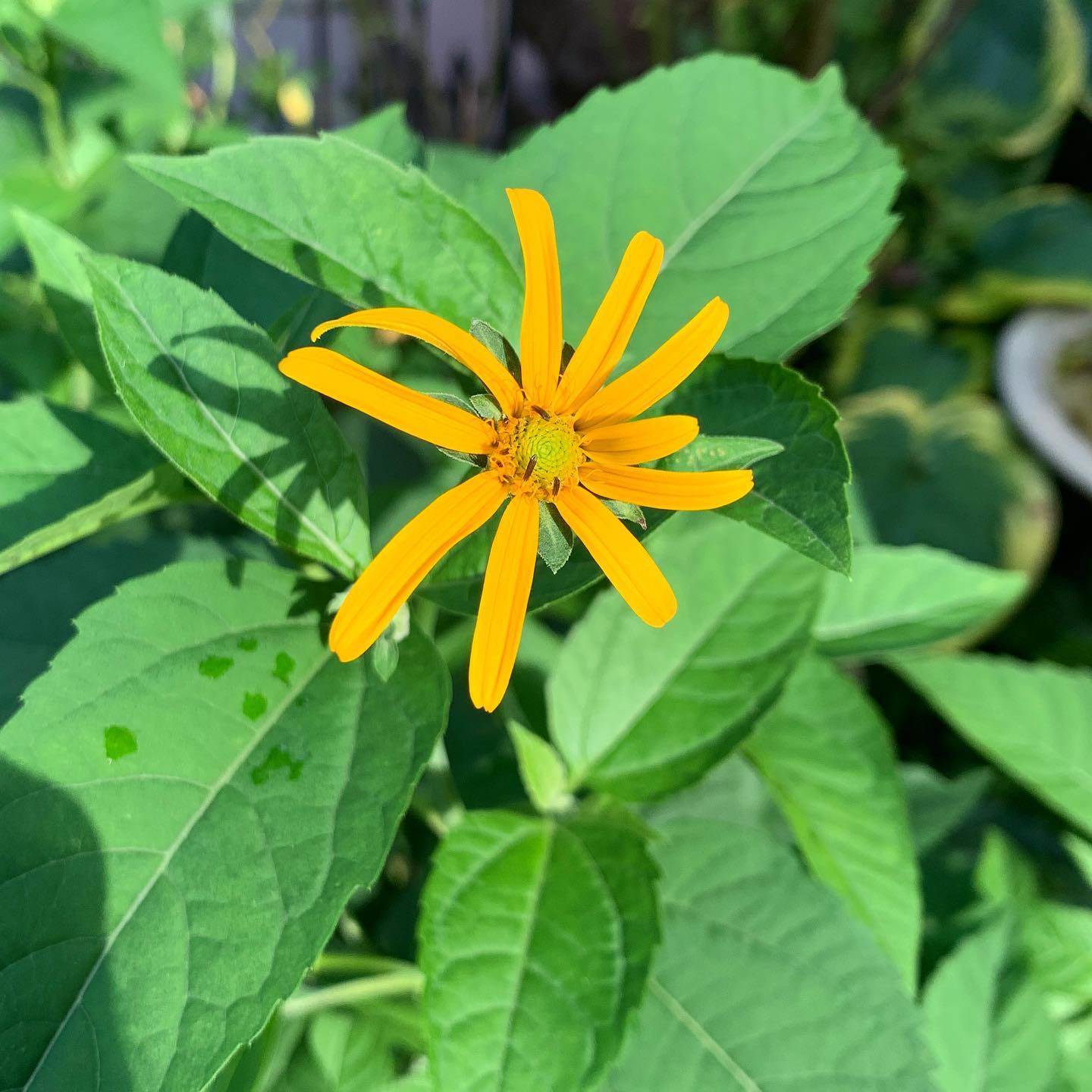 Helianthus Strumosus