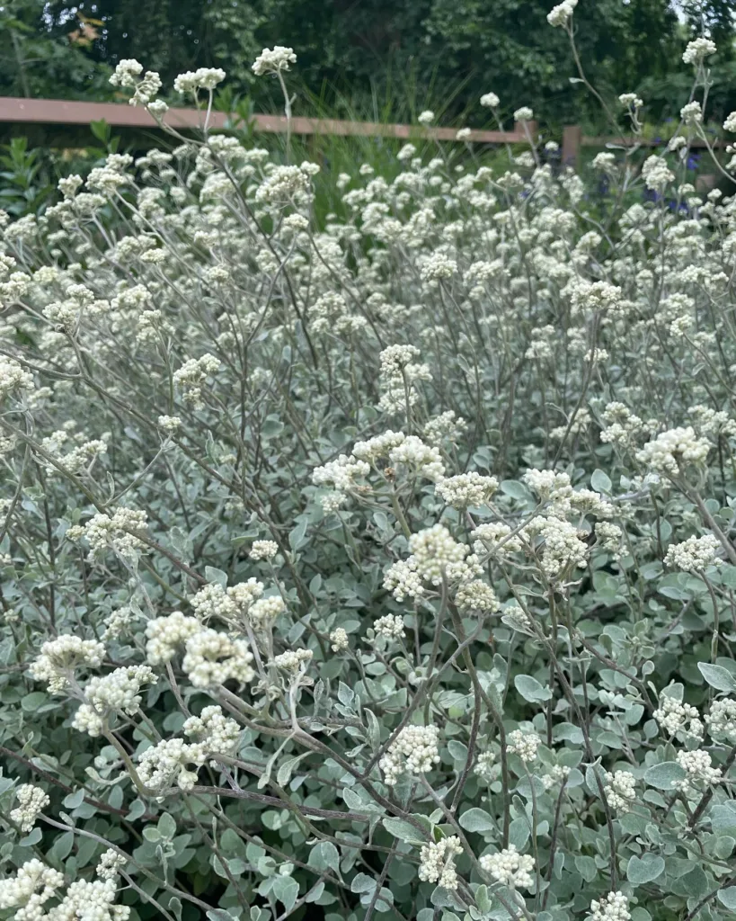 Helichrysum Petiolare