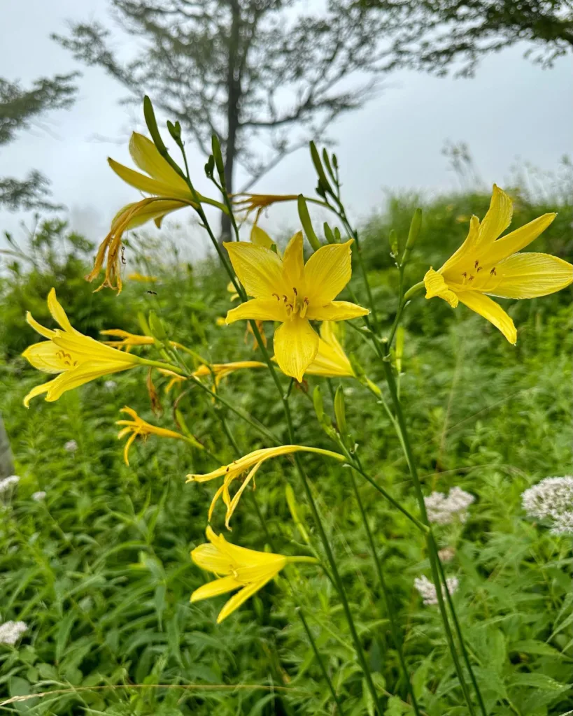 Hemerocallis Citrina