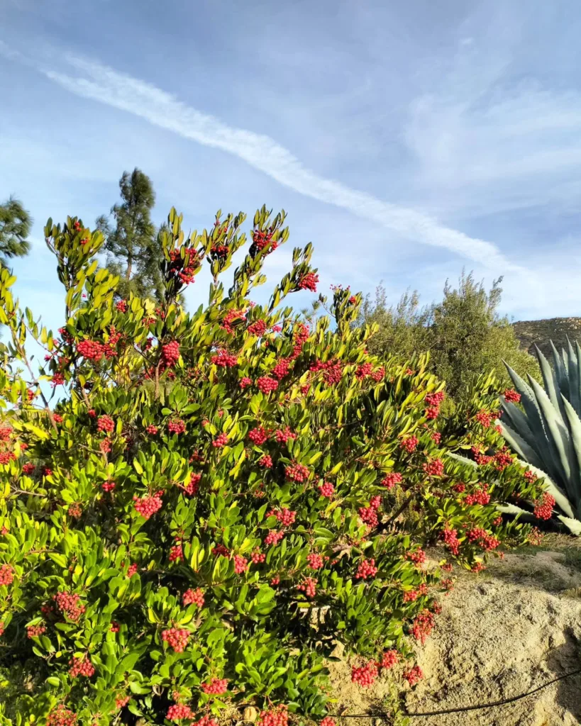 Heteromeles Arbutifolia