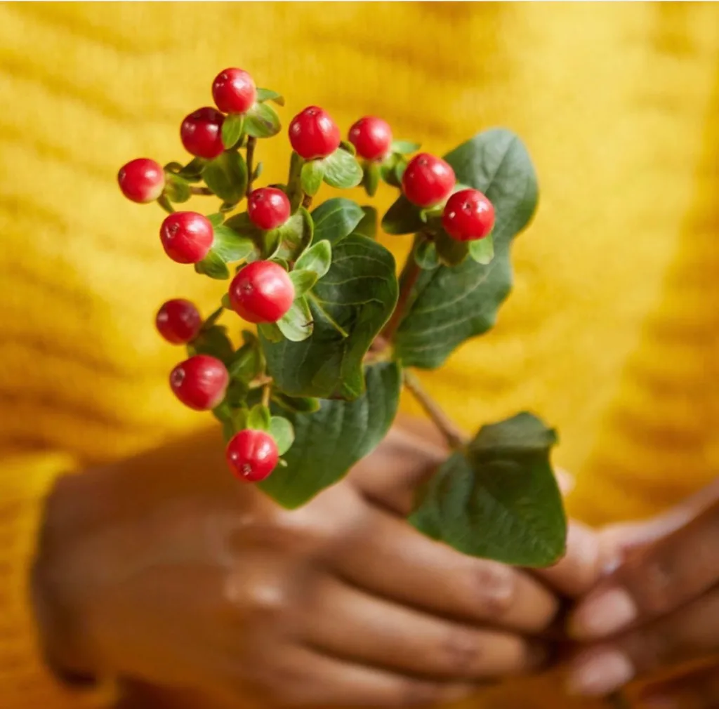 Hypericum Berries