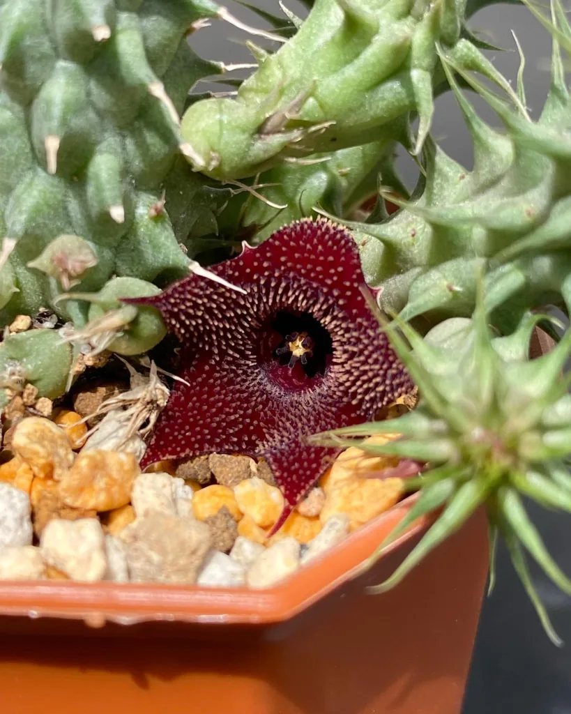 Huernia Macrocarpa