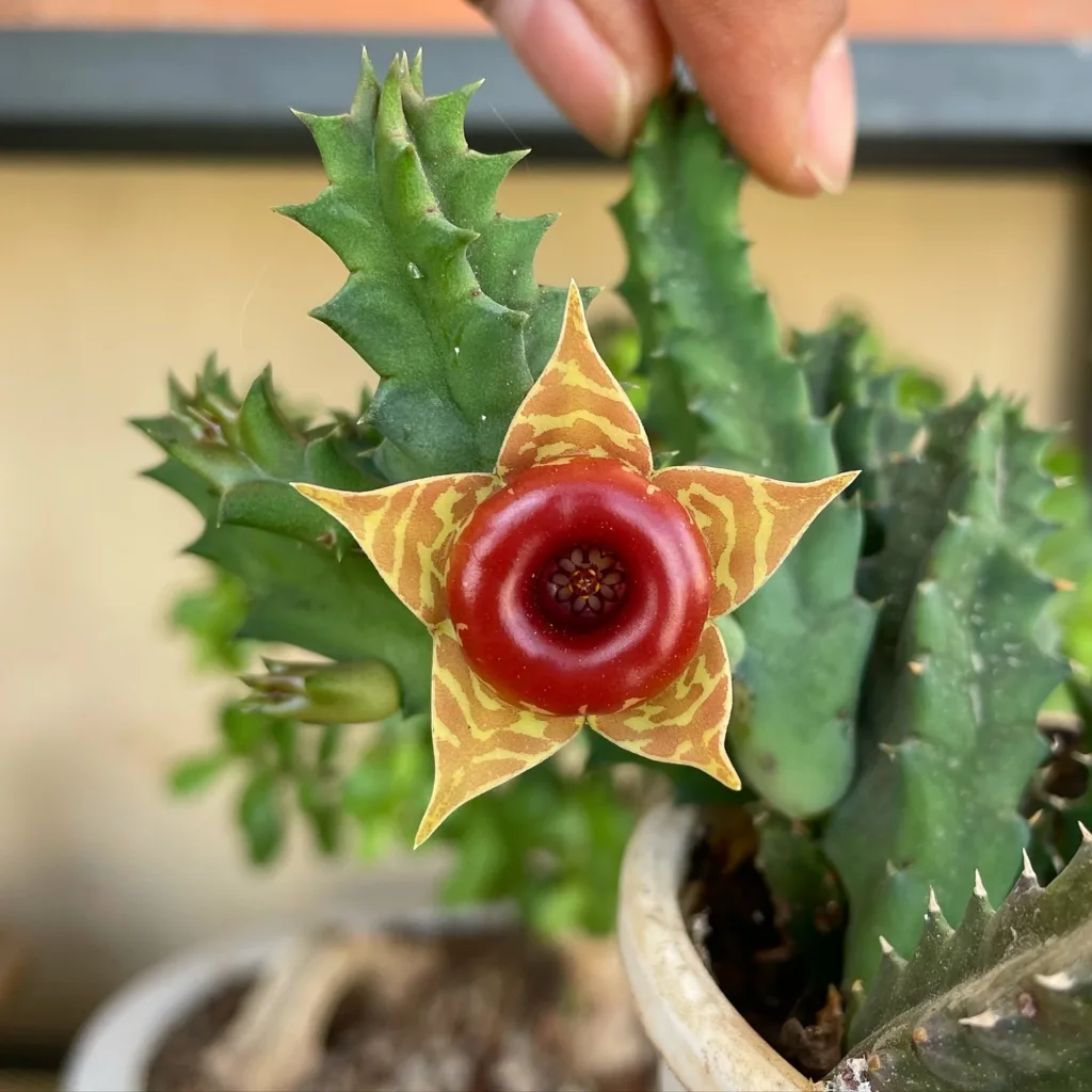 Huernia Zebrina