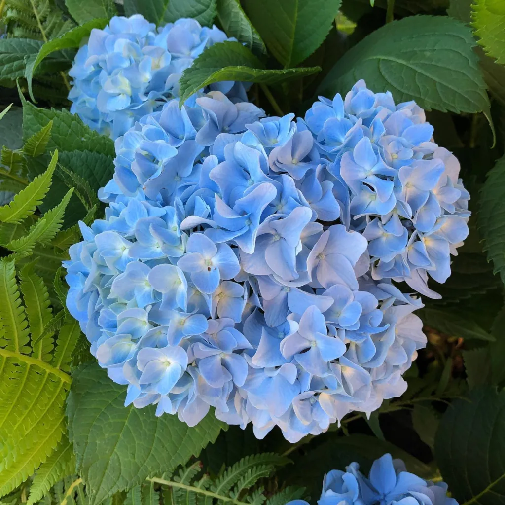 Hydrangea Nikko Blue