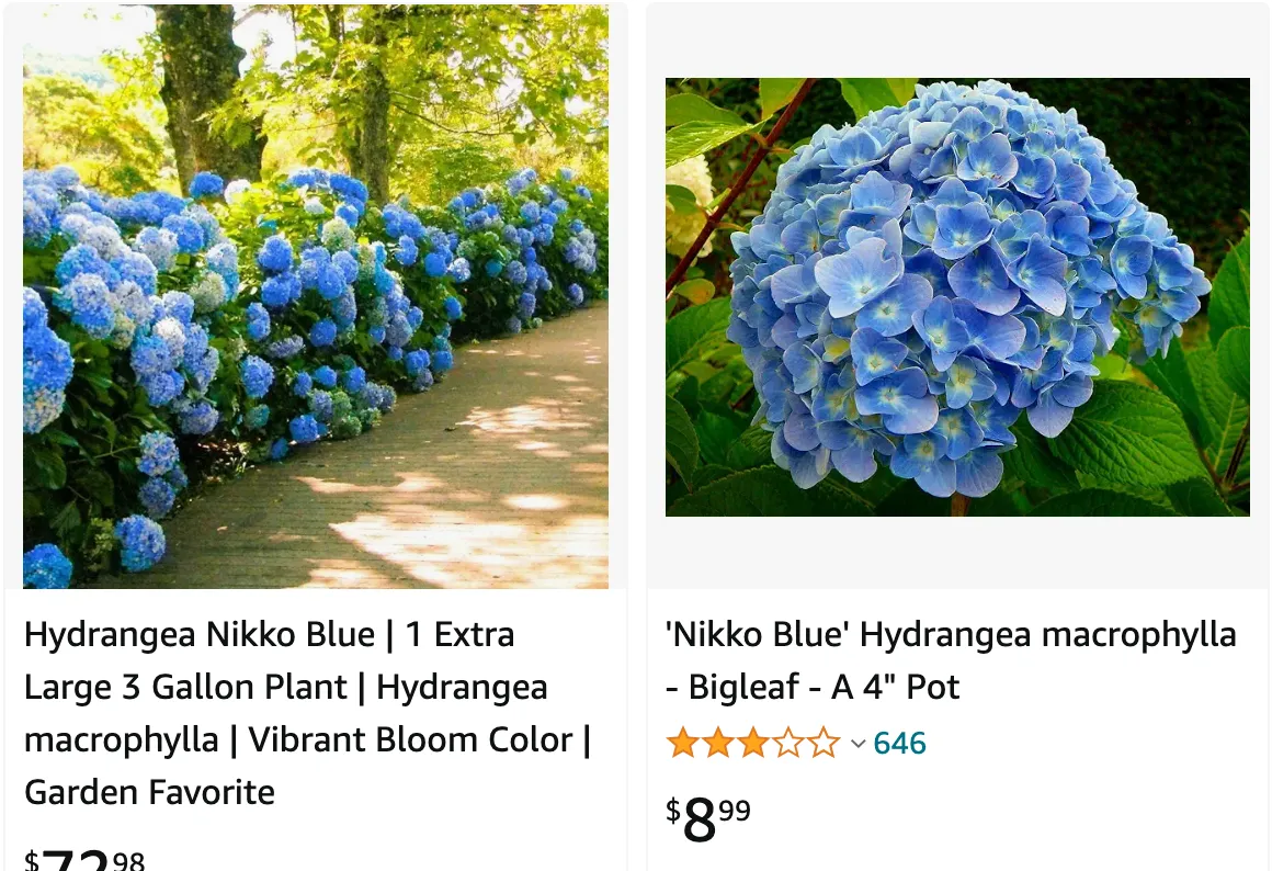 Hydrangea Nikko Blue | Monsteraholic