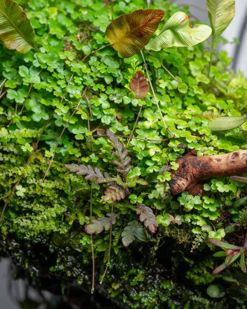 Hydrocotyle Tripartita