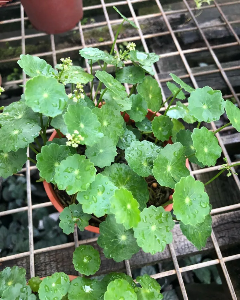 Hydrocotyle Umbellata