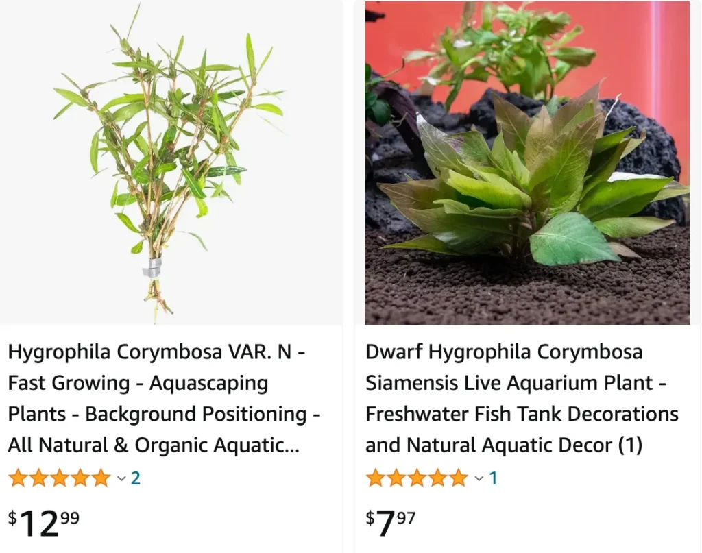 Hygrophila Corymbosa | Monsteraholic