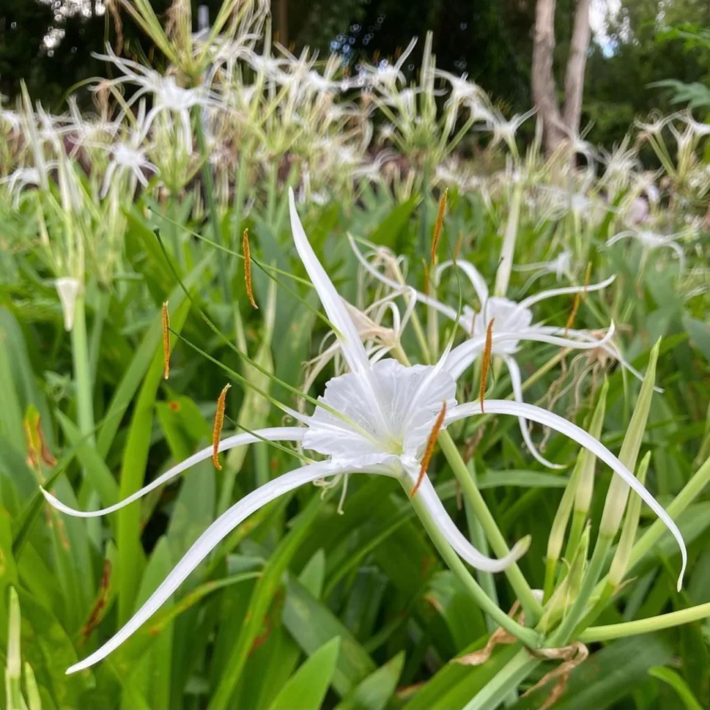 Hymenocallis Littoralis