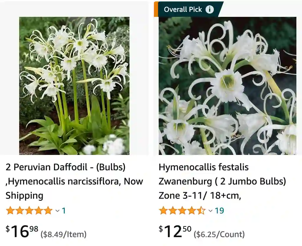 Hymenocallis | Monsteraholic