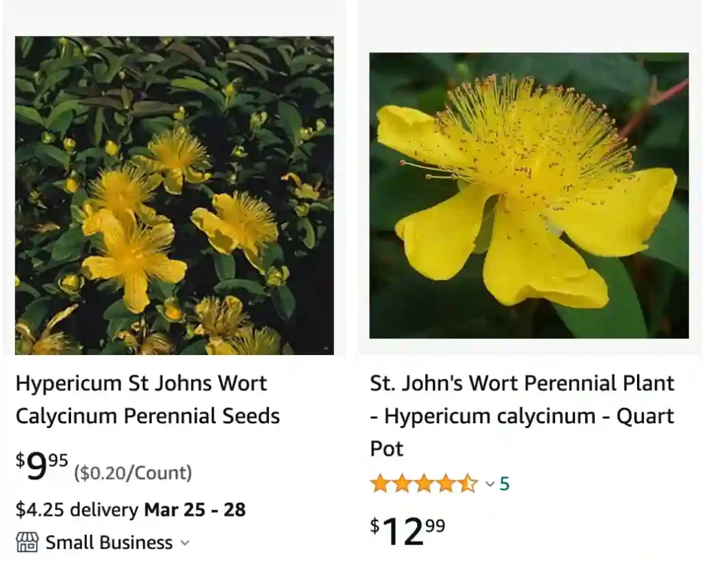 Hypericum Calycinum | Monsteraholic