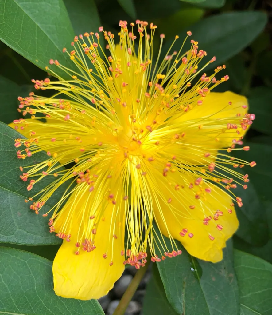 Hypericum Calycinum