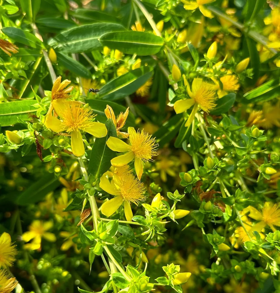 Hypericum Prolificum