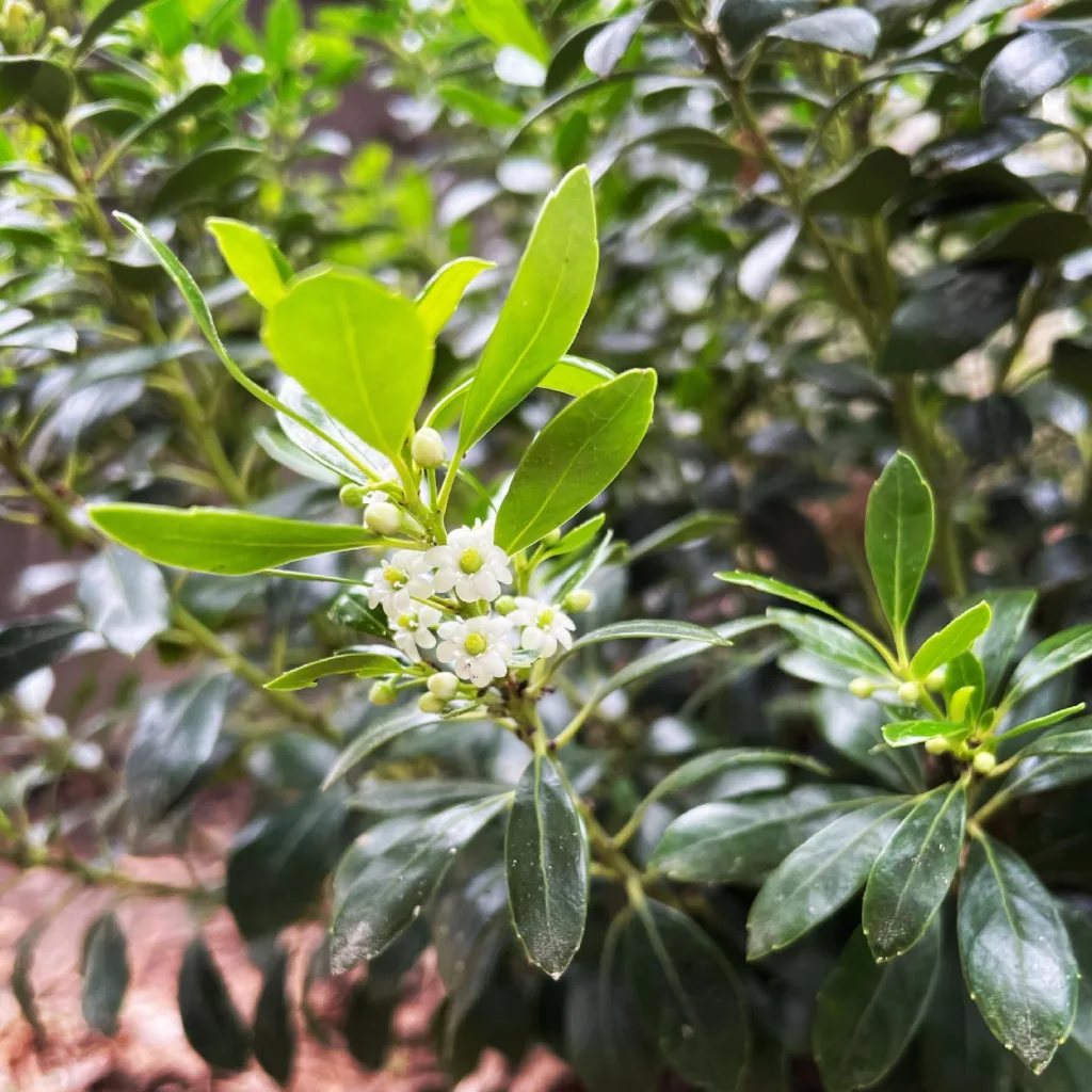 Ilex Glabra Shamrock