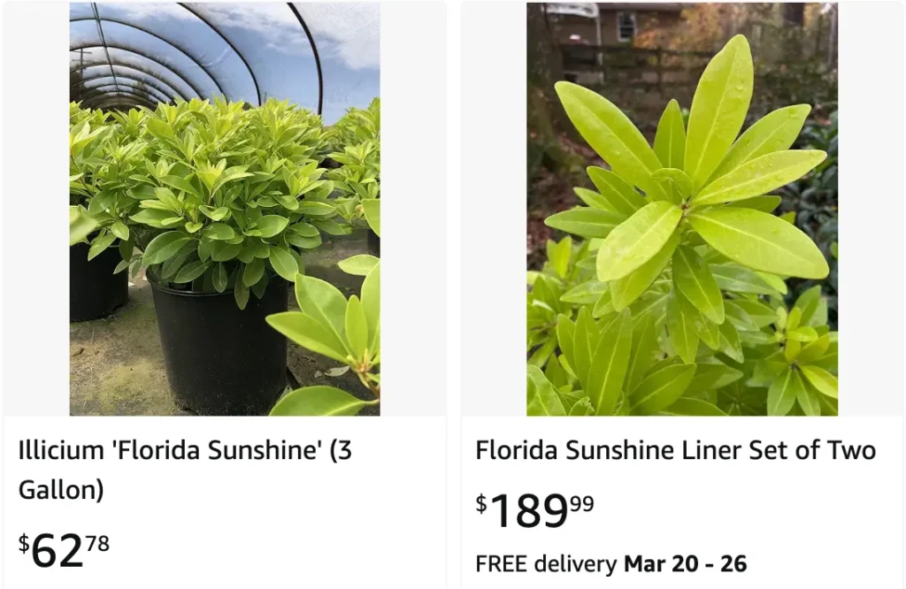 Illicium Florida Sunshine | Monsteraholic