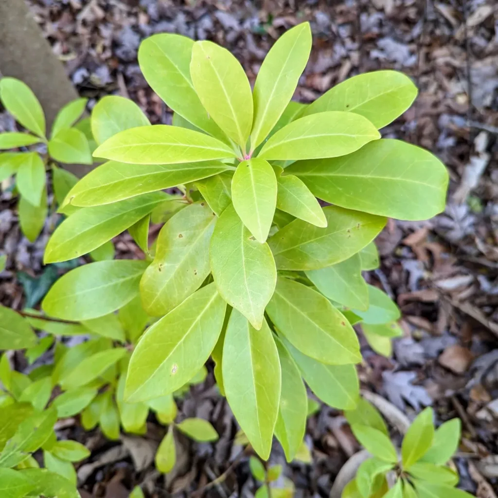 Illicium Parviflorum