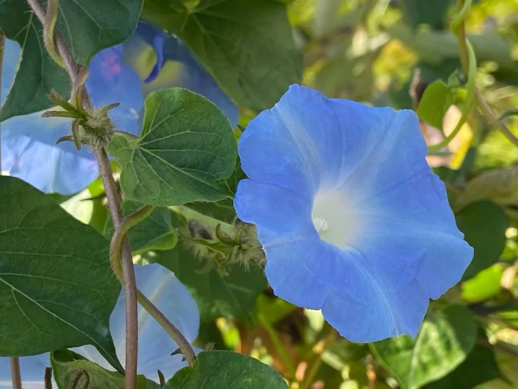 Ipomoea Hederacea