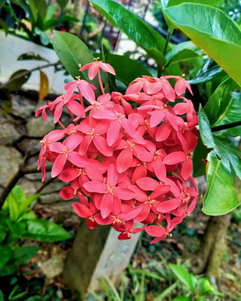 Ixora Chinensis