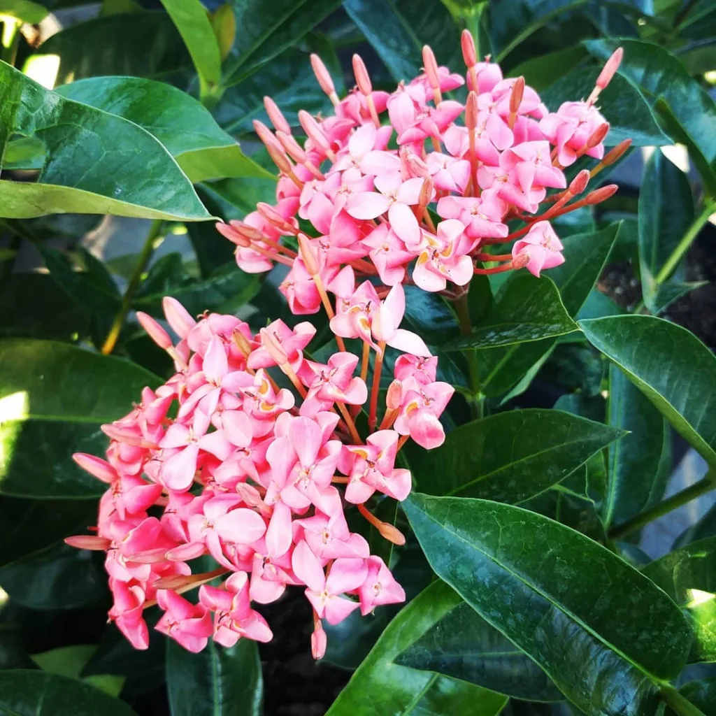 Ixora Nora Grant