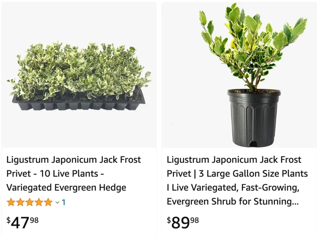 Jack Frost Ligustrum | Monsteraholic