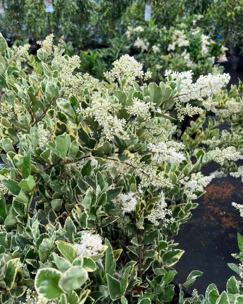 Jack Frost Ligustrum