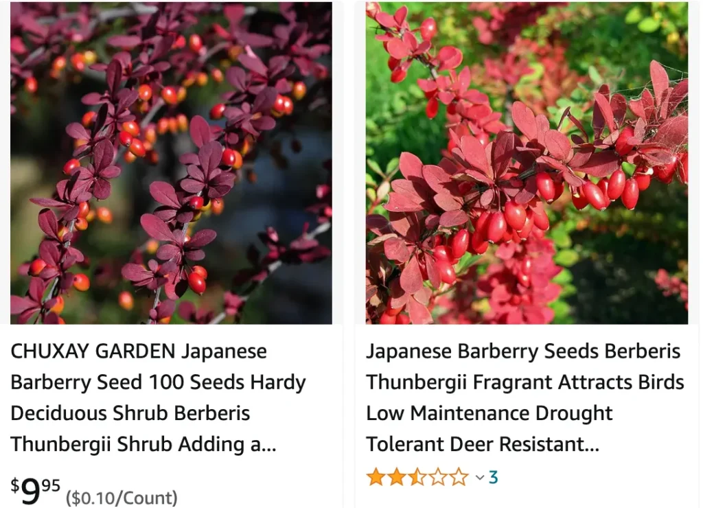 Japanese Barberry