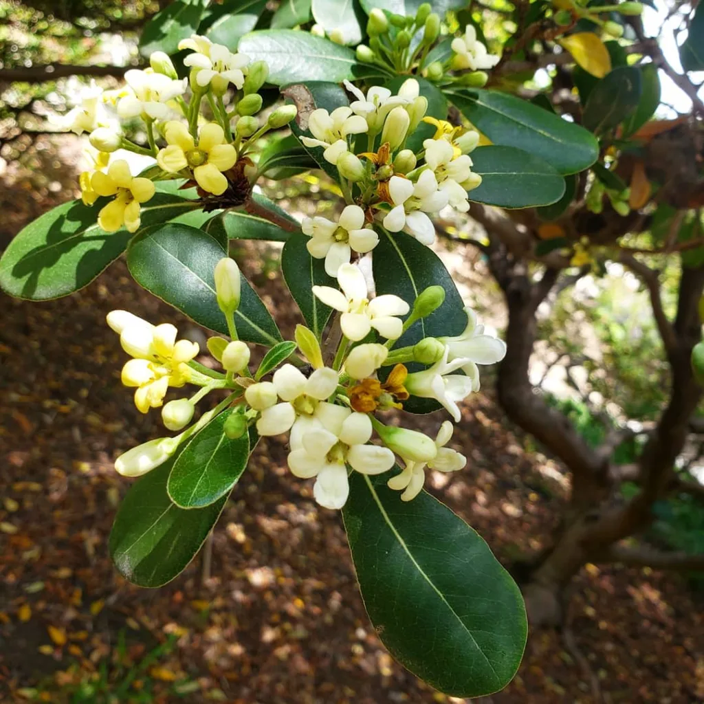 Japanese Pittosporum