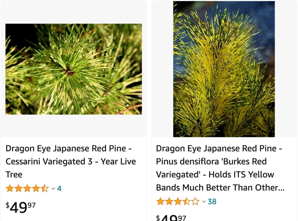 Japanese Red Pine | Monsteraholic