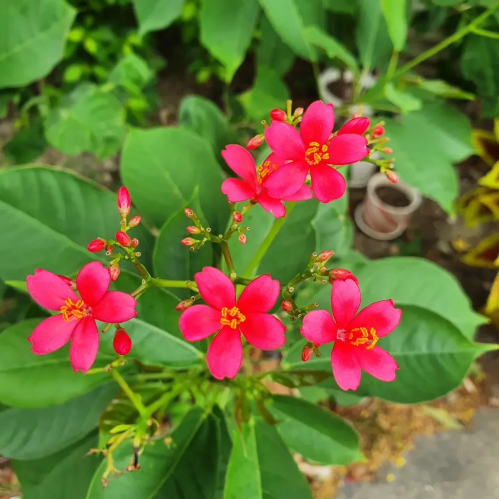 Jatropha Integerrima