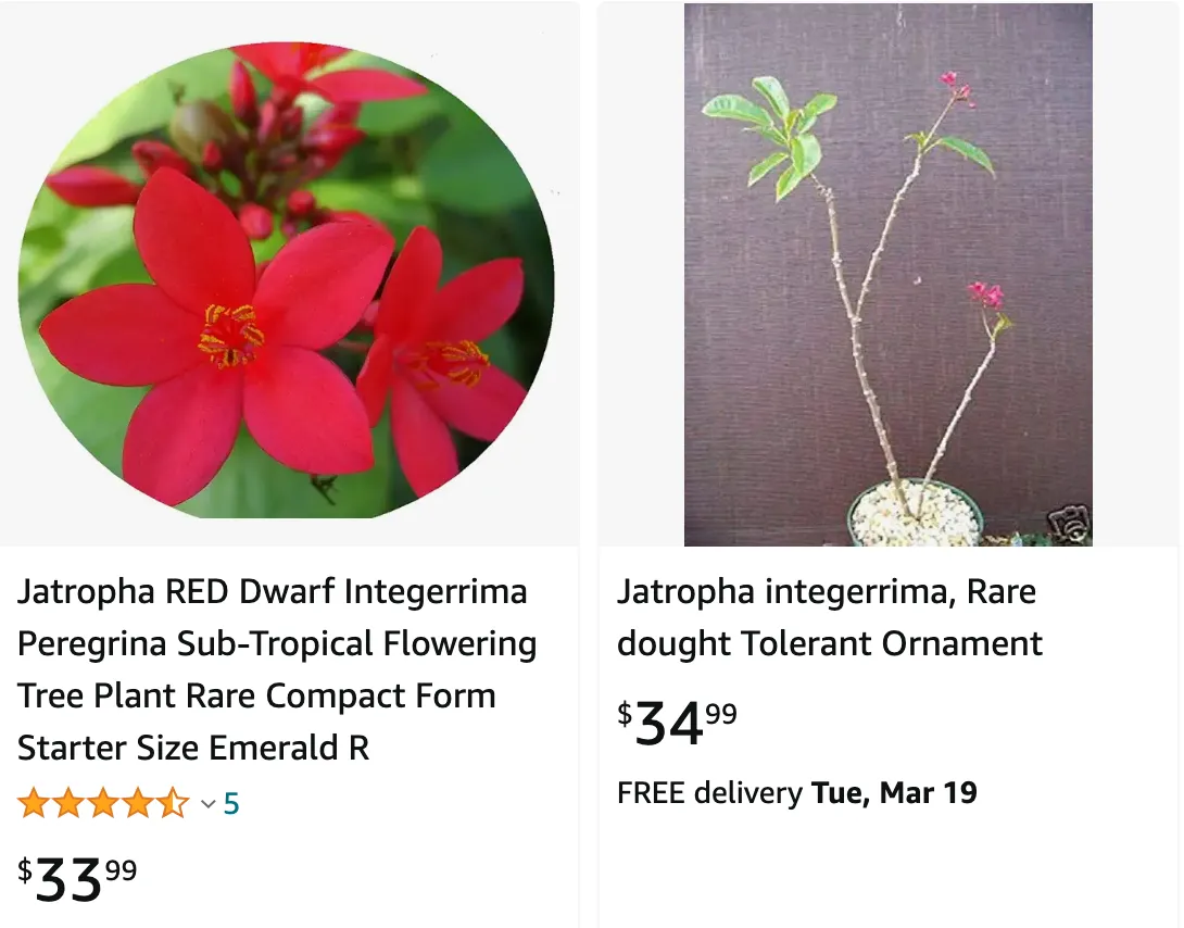 Jatropha Integerrima | Monsteraholic