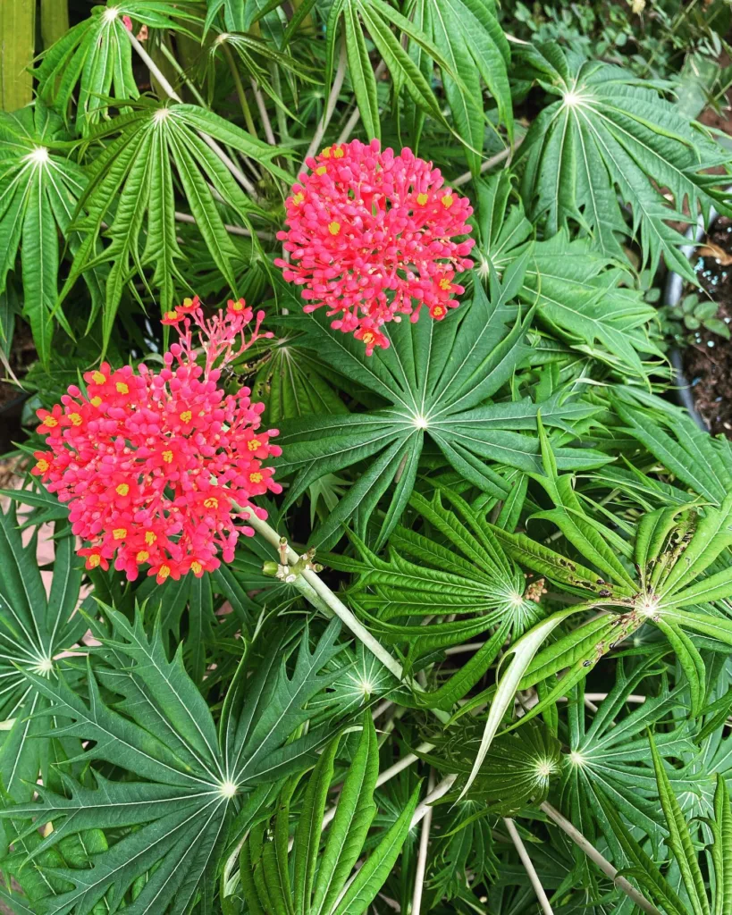 Jatropha Multifida