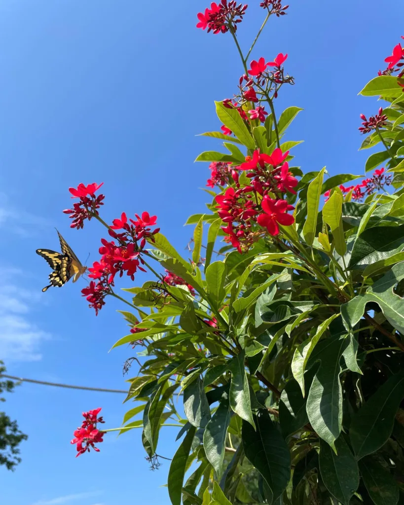 Jatropha Tree