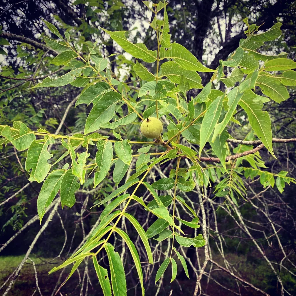 Juglans Major