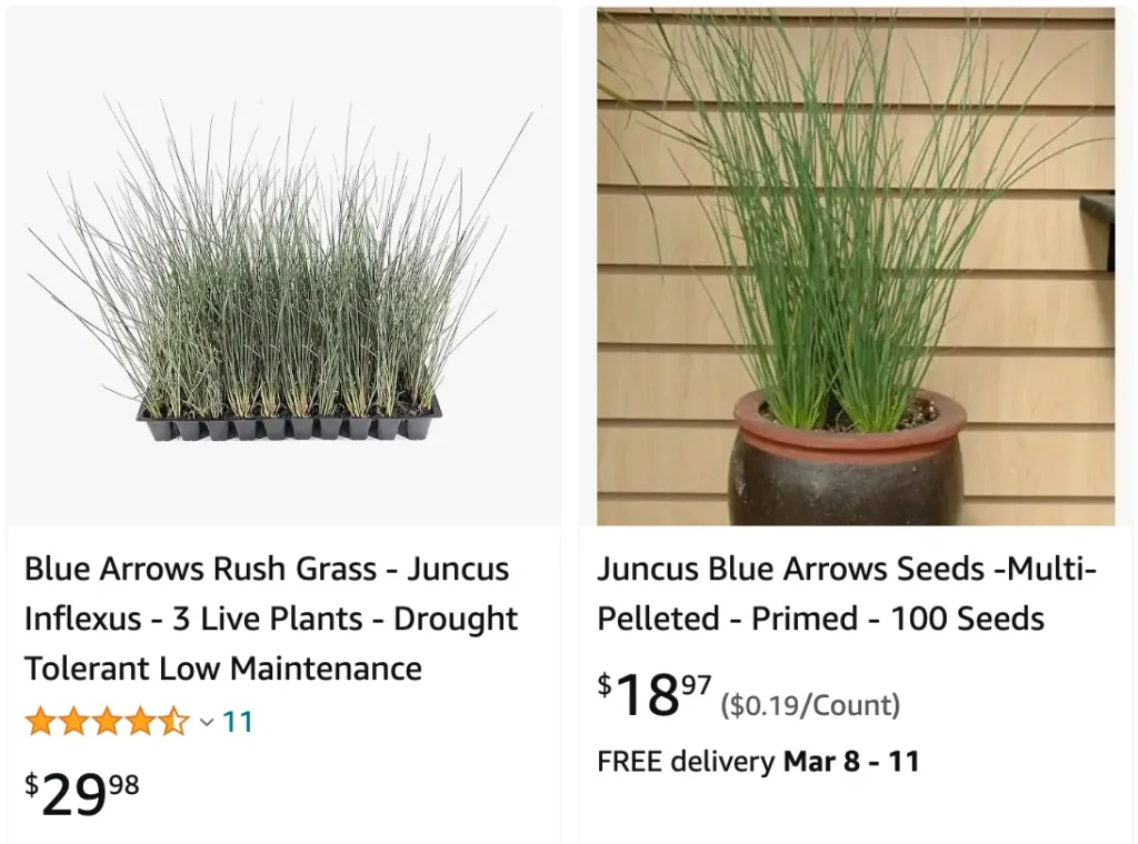 Juncus Blue Arrow