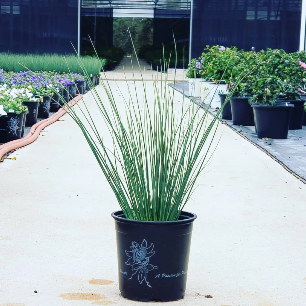 Juncus Blue Arrow