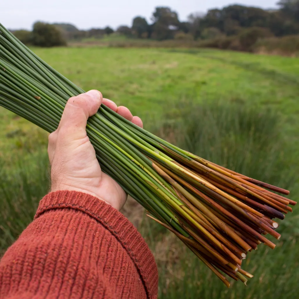 Juncus Effusus