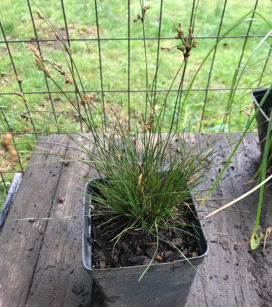 Juncus Tenuis