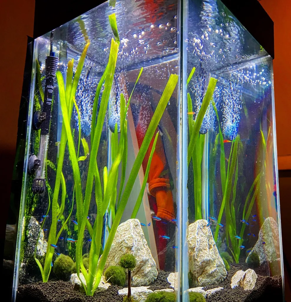 Jungle Vallisneria