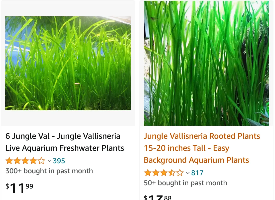 Jungle Vallisneria | Monsteraholic