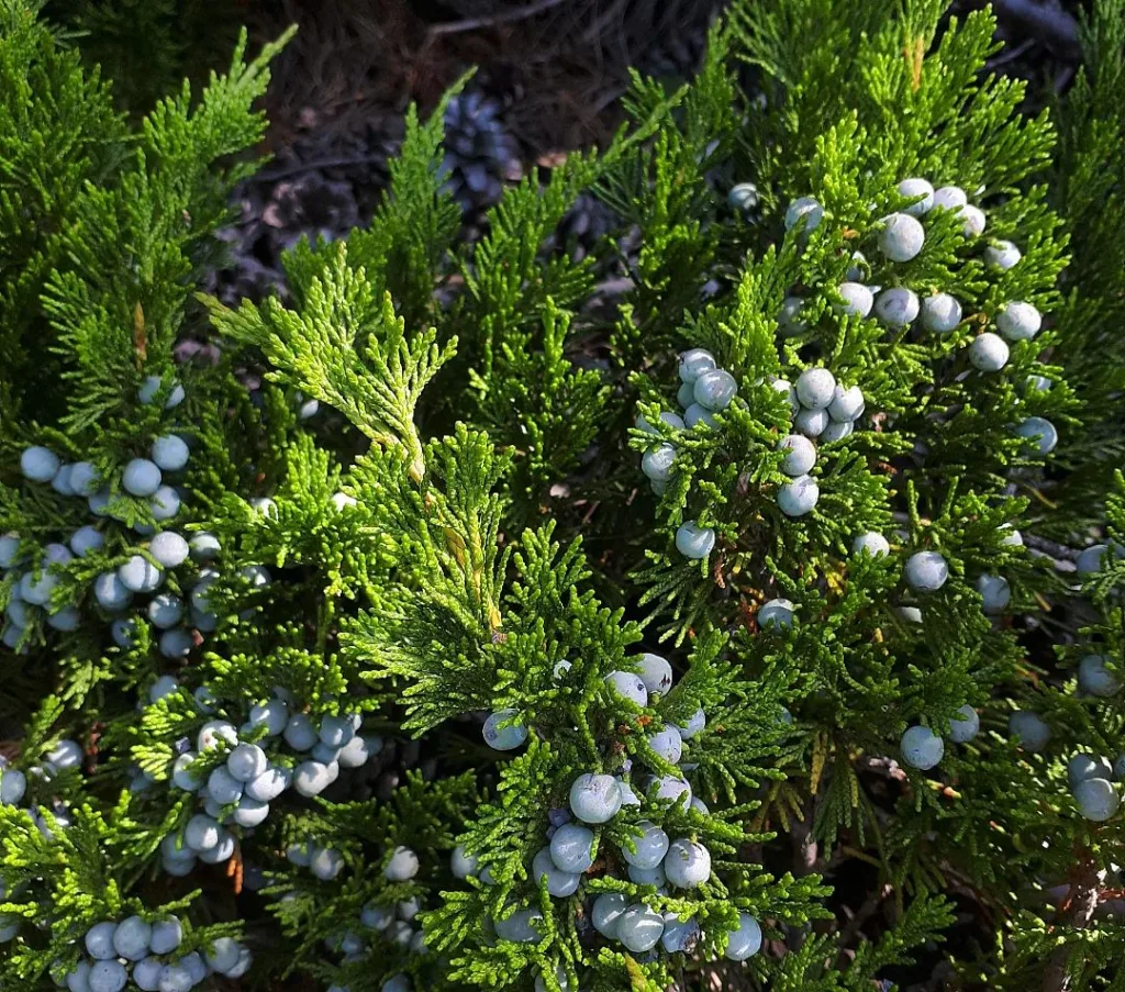 Juniperus Sabina