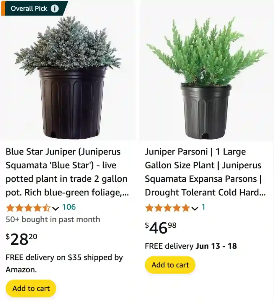 Juniperus Squamata 1 | Monsteraholic