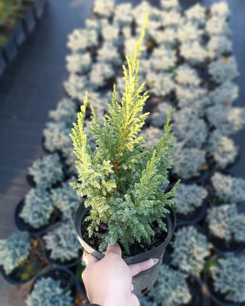 Juniperus Squamata