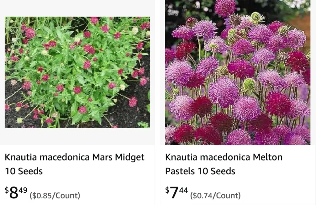 Knautia Macedonica | Monsteraholic