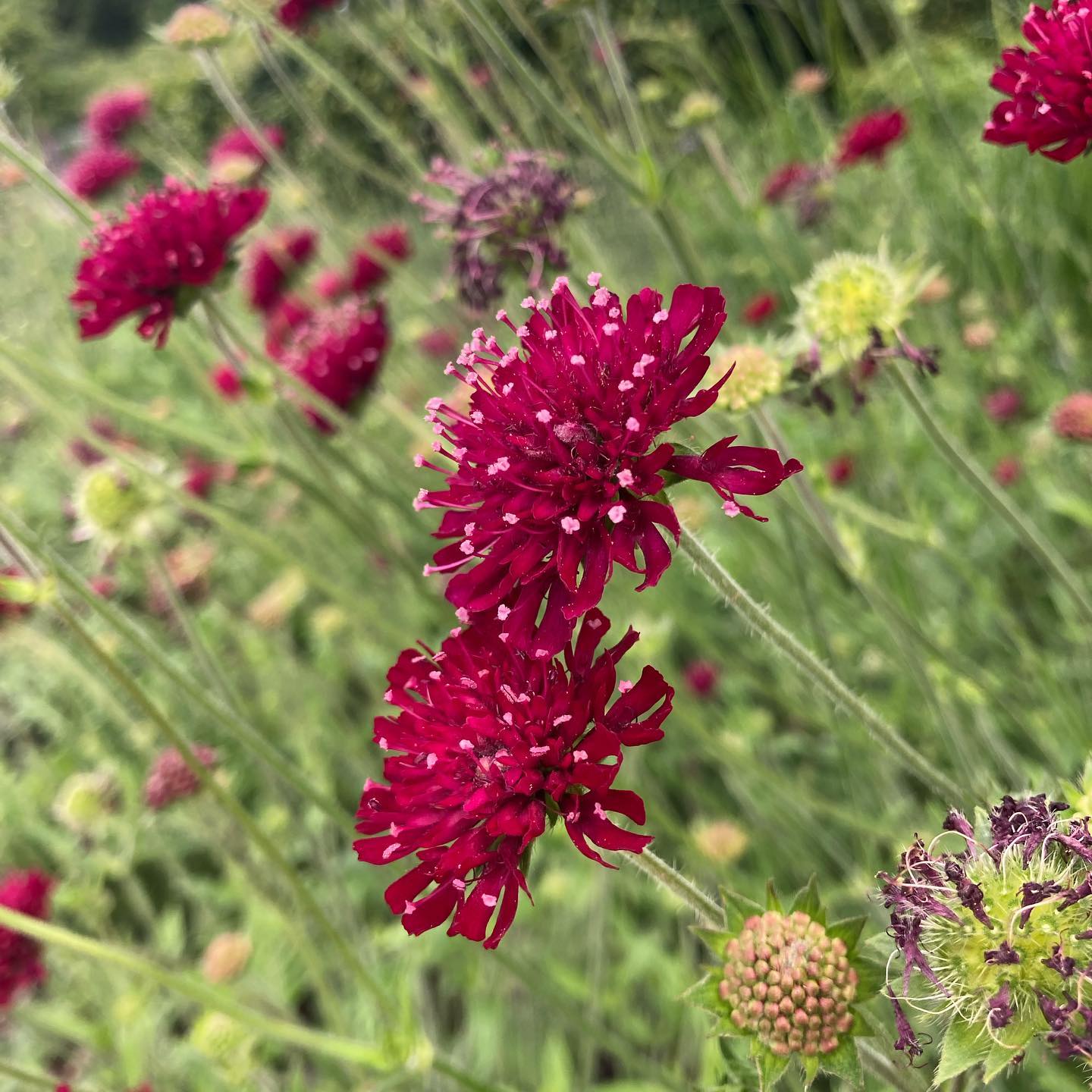 Knautia Macedonica