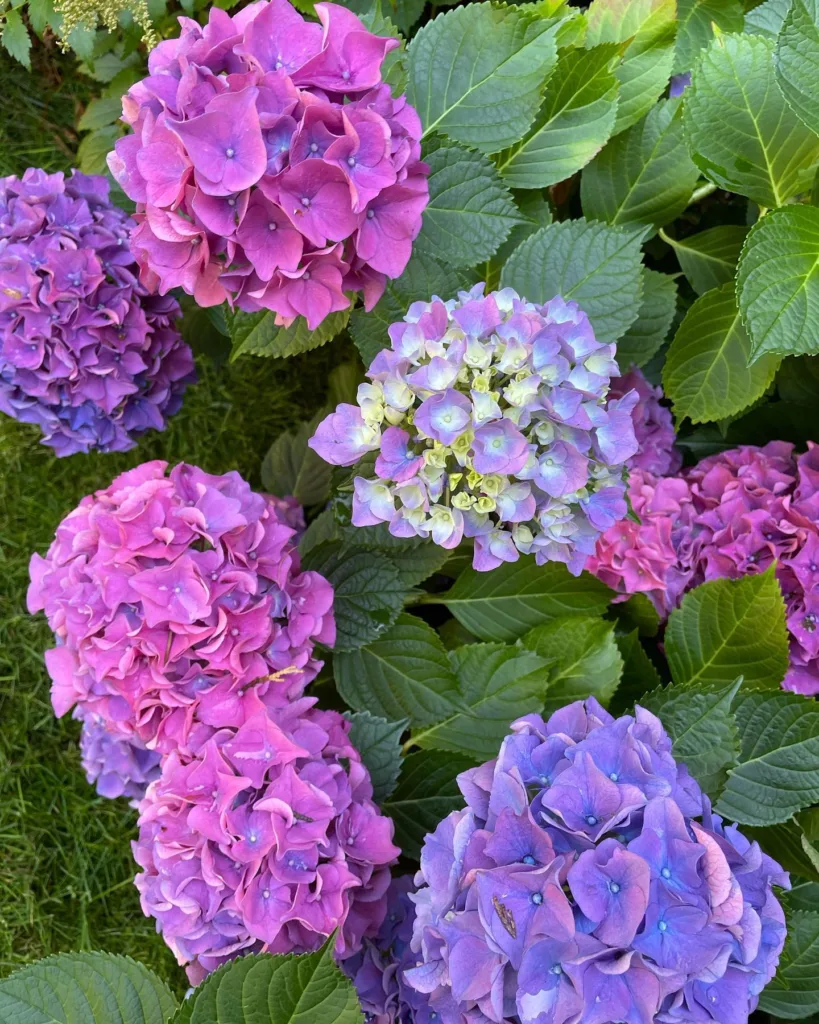 LA Dreamin Hydrangea